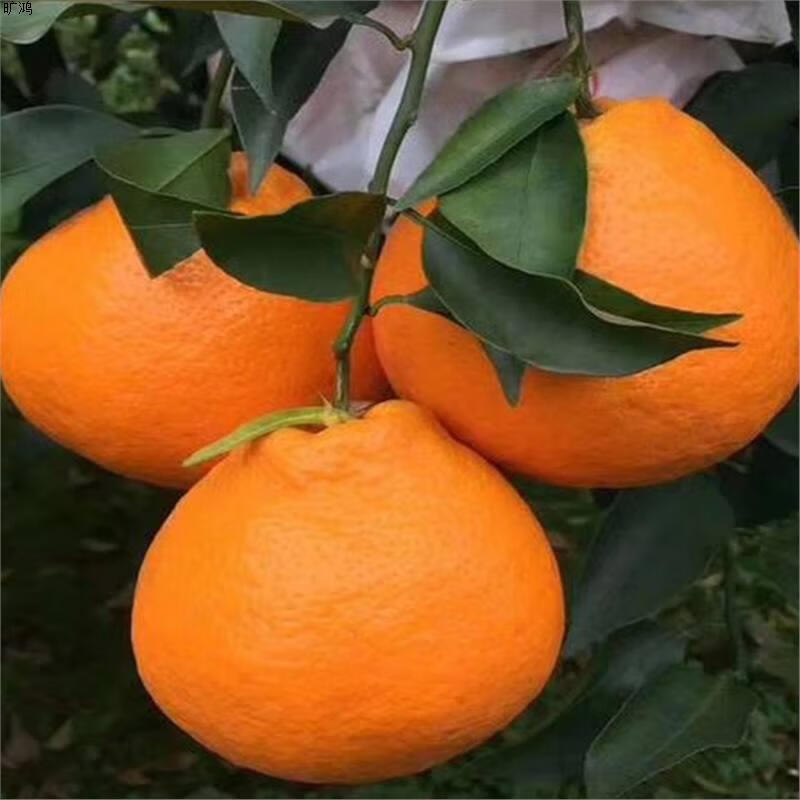 雷火体育app -1塩б啣?矌@詒Q?z硫c?/(Dc?%6???鲃溋睖?(衔,这个字读什么)